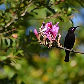 "Amethyst Sunbird" Graskop, South Africa